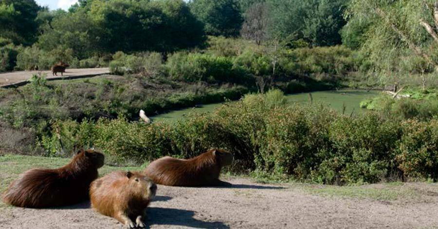 el parque lecocq reabre sus puertas al publico