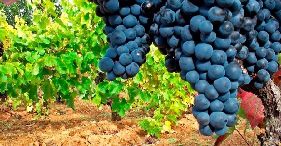 paseos gratuitos por bodegas de Montevideo