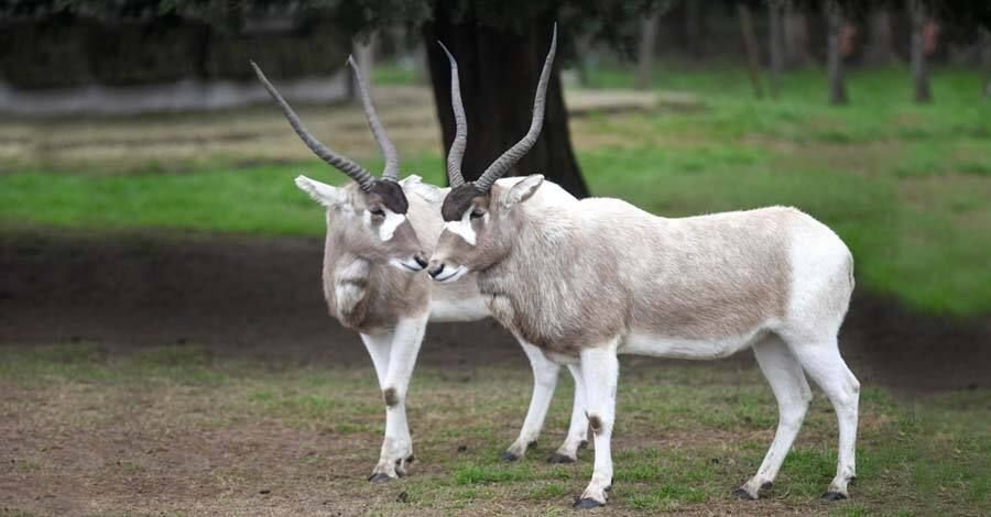 Se retoma el cobro de entradas en el Parque Lecocq