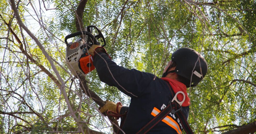 Se vienen realizando podas dentro de nuestro territorio