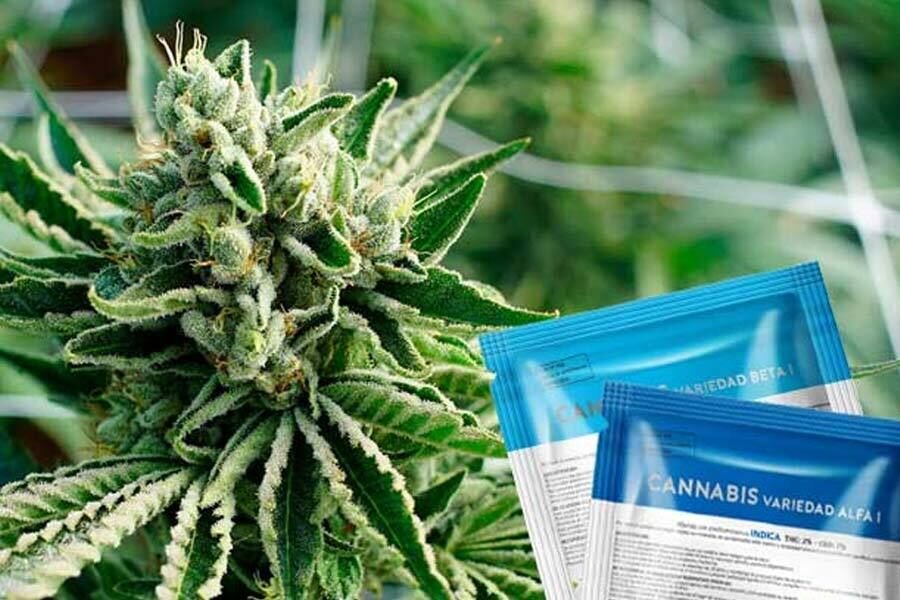 Cannabis en Uruguay en 2022