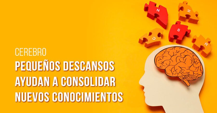 dibujo de una silueta de una cabeza humana con un cerebro en un plano superior y varias piezas de rompecabezas