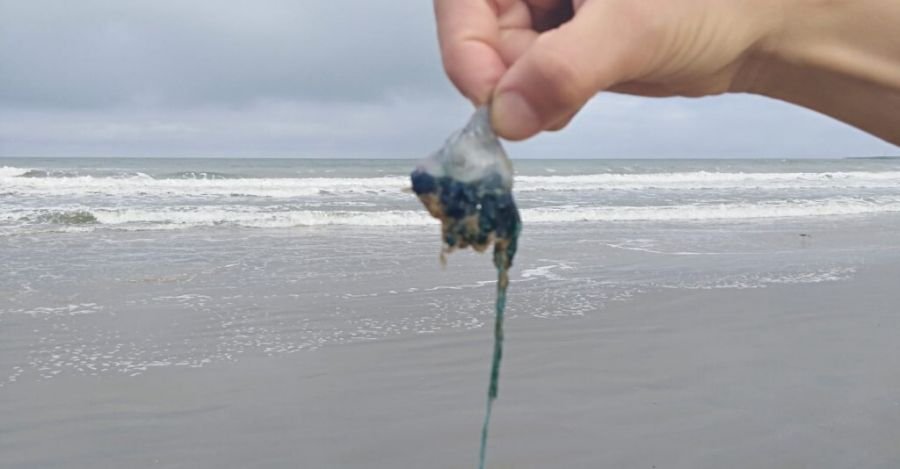 Fragatas portuguesas en playas uruguayas