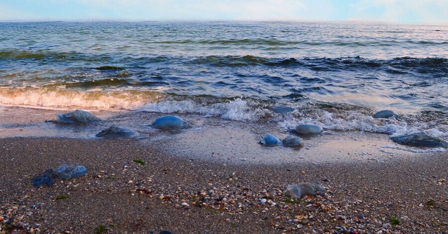 Invasión de Aguavivas en costas de Maldonado, Canelones y Rocha