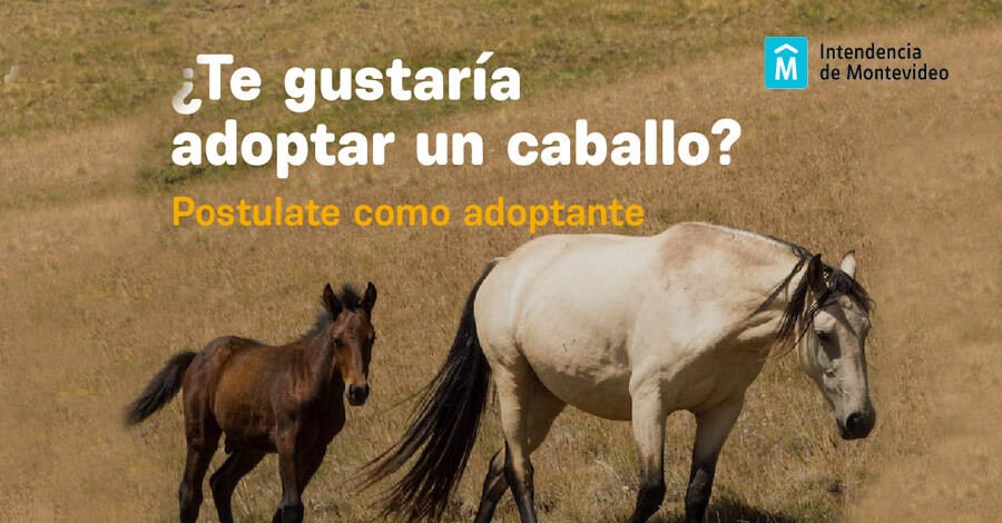 Adopción responsable de Caballos