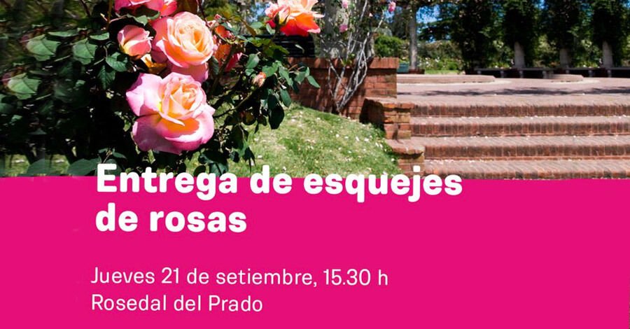 Entrega de esquejes de rosas en el Rosedal del Prado