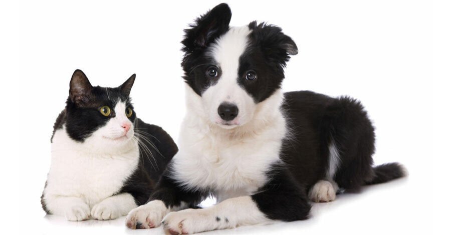 Calendario de castraciones e identificación para perros y gatos