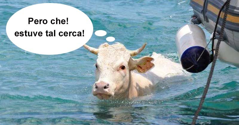 Humor de viernes Peces bovinos si los hay 