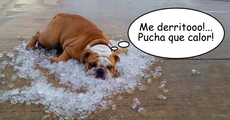 Humor de viernes Pucha con la calor