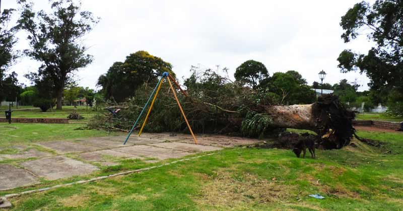 arbol caido en plaza 12 de octubre