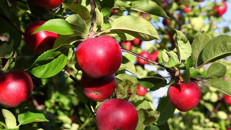arbol de manzanas