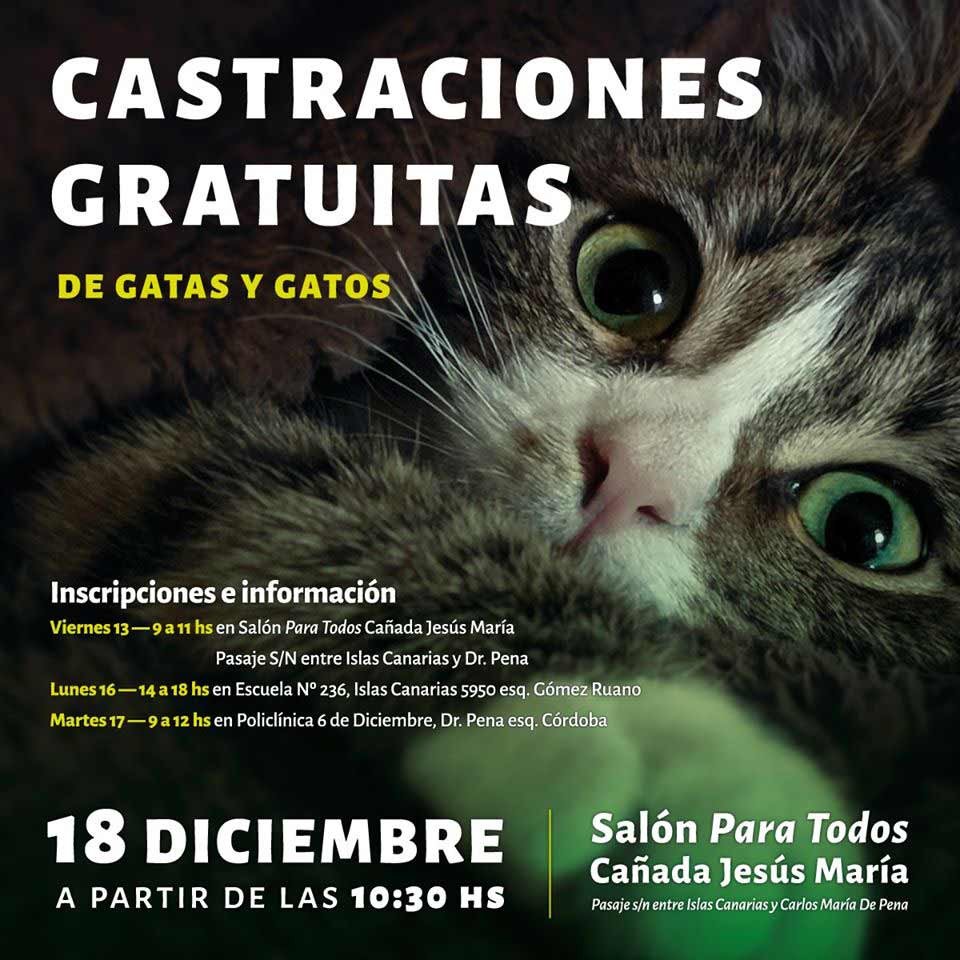 castraciones de gatos afiche