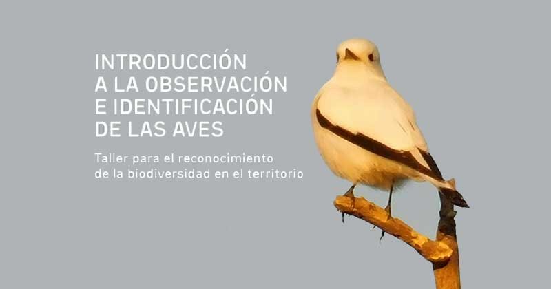 curso de reconocimiento de aves
