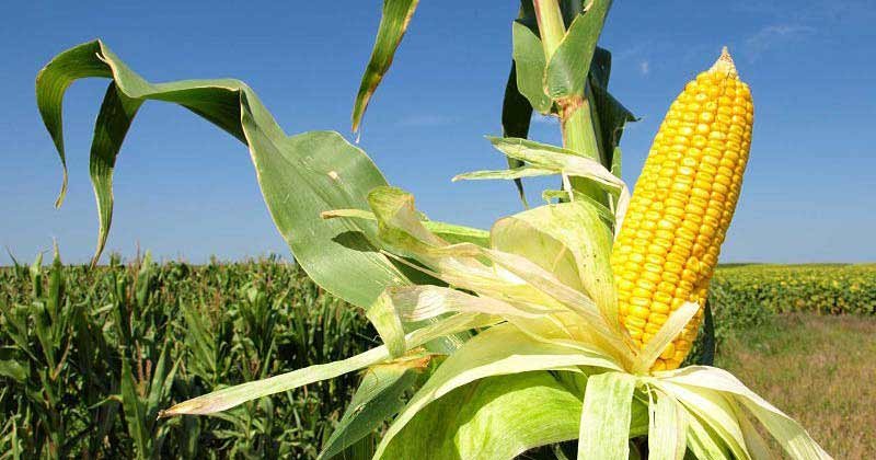 fiesta del maiz 2018