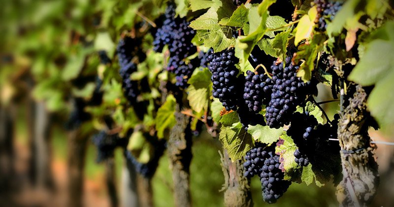 paseo a una vendimia