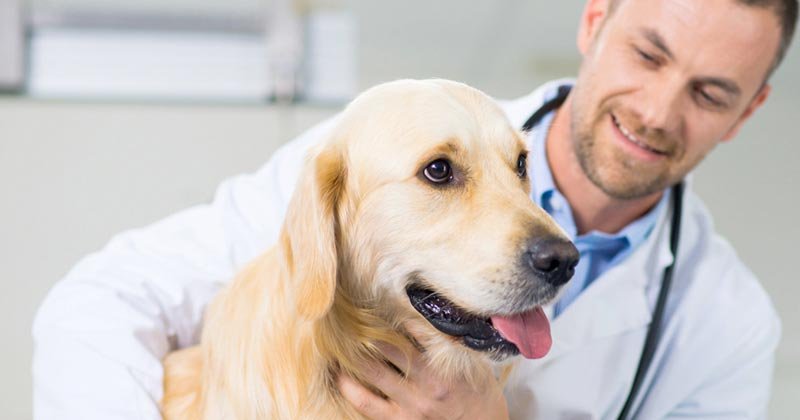 castraciones gratuitas en el teatro 2018