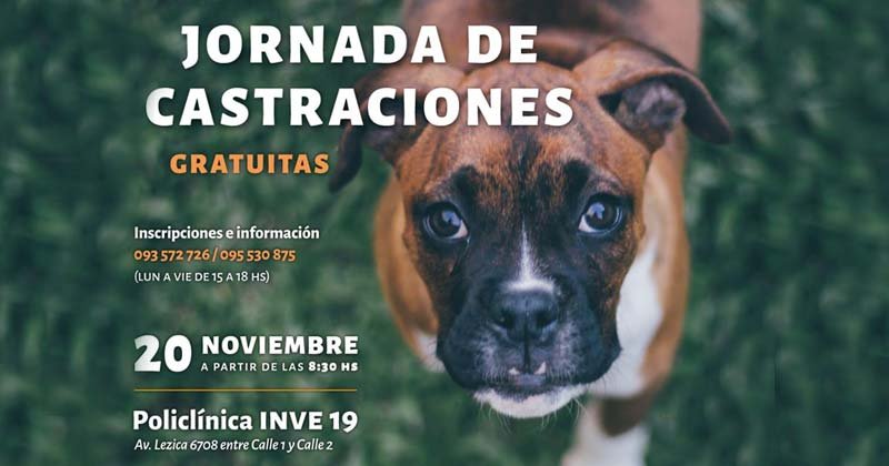 castraciones policlinica INVEjpg