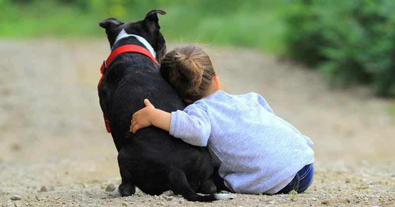 adopcion responsable de mascotas