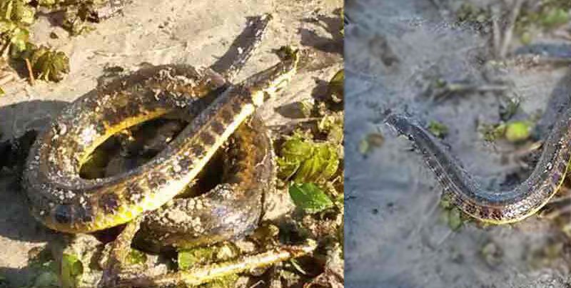 serpiente playa ramirez 2