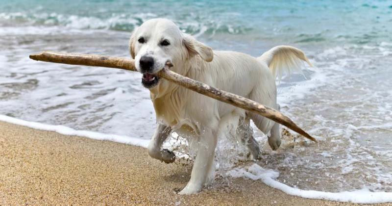 multas a los que bajen con.perros a las playas 2018