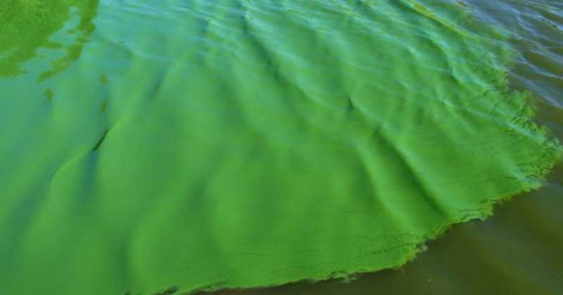 cianobacteria uruguay 201902