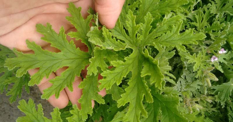 planta de citronella