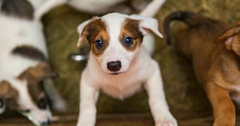 adopcion responsable de perro y gatos 2020