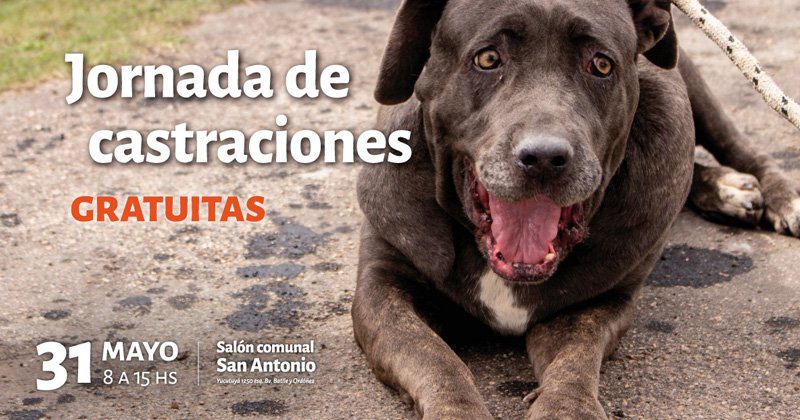 castraciones en el salon comunal san antonio