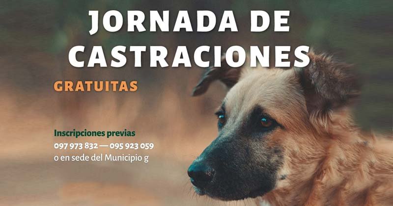 castraciones gratuita municipio g 1