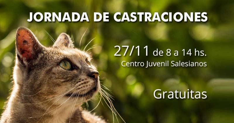 jornada de castraciones gratuitas de gatos