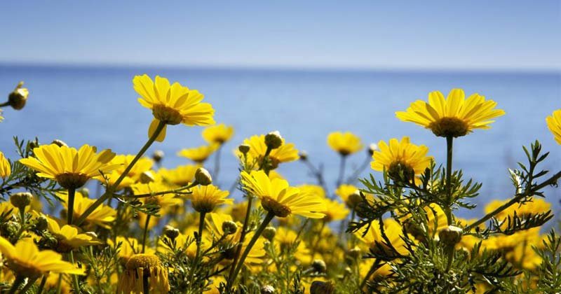 llego la primavera 2017