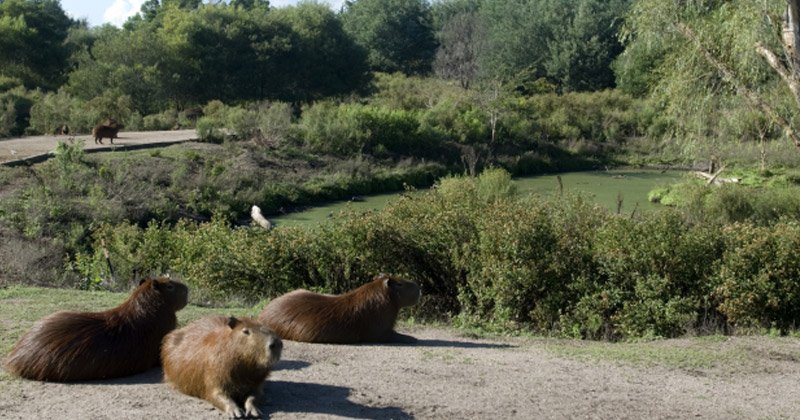 parque lecocq cambia horario