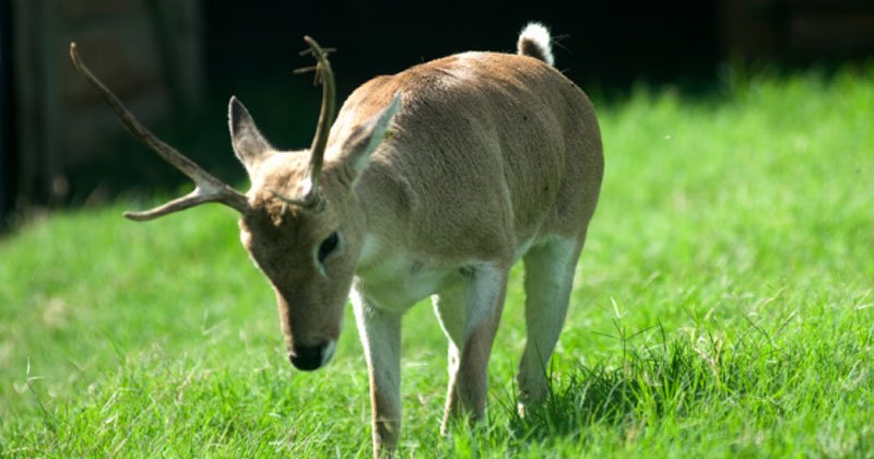 reabre el parque lecoq