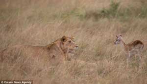 leona_protege_antilope2