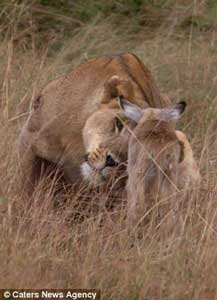 leona_protege_antilope6