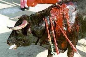 toro_sangrando